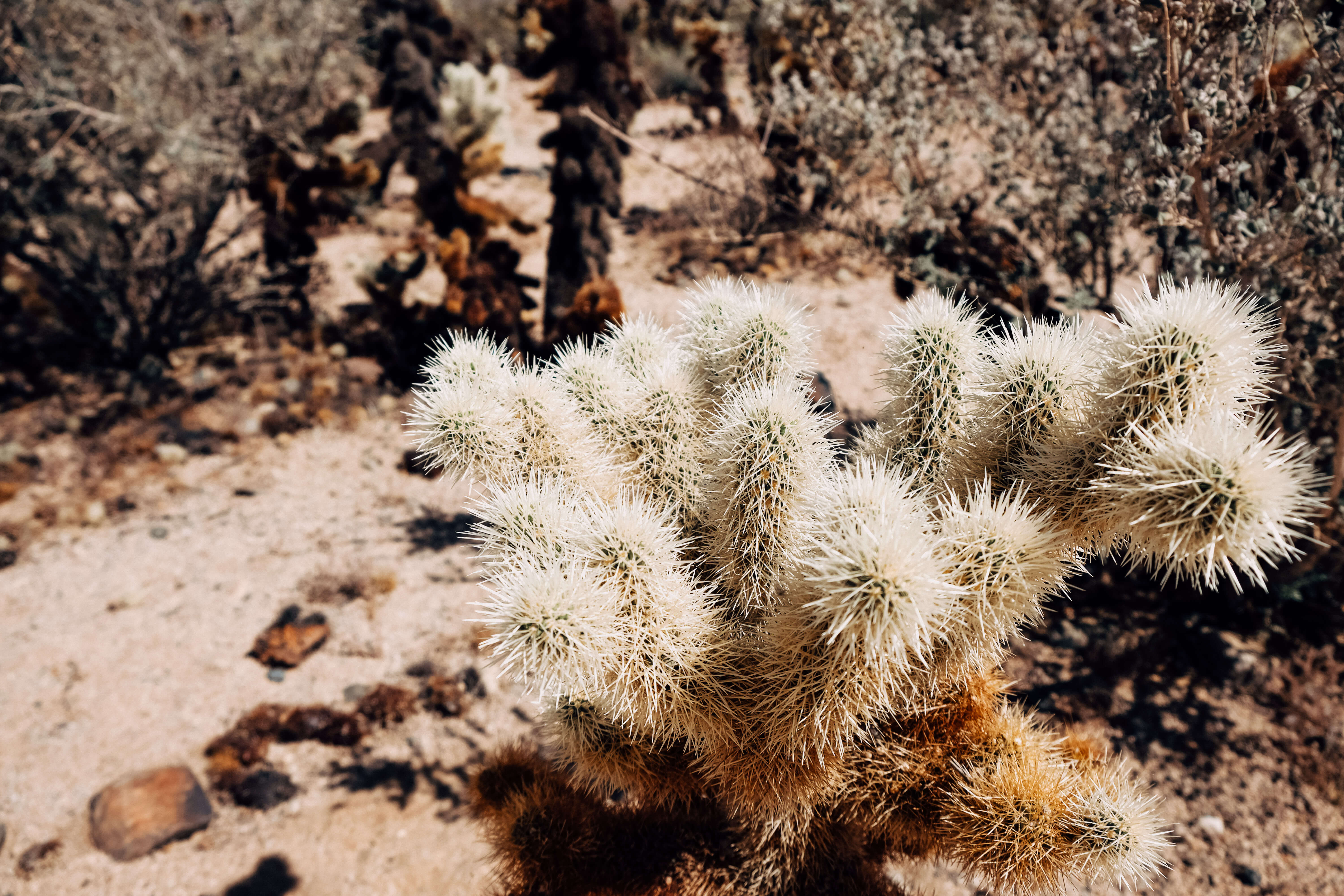 Cholla Cactus up close