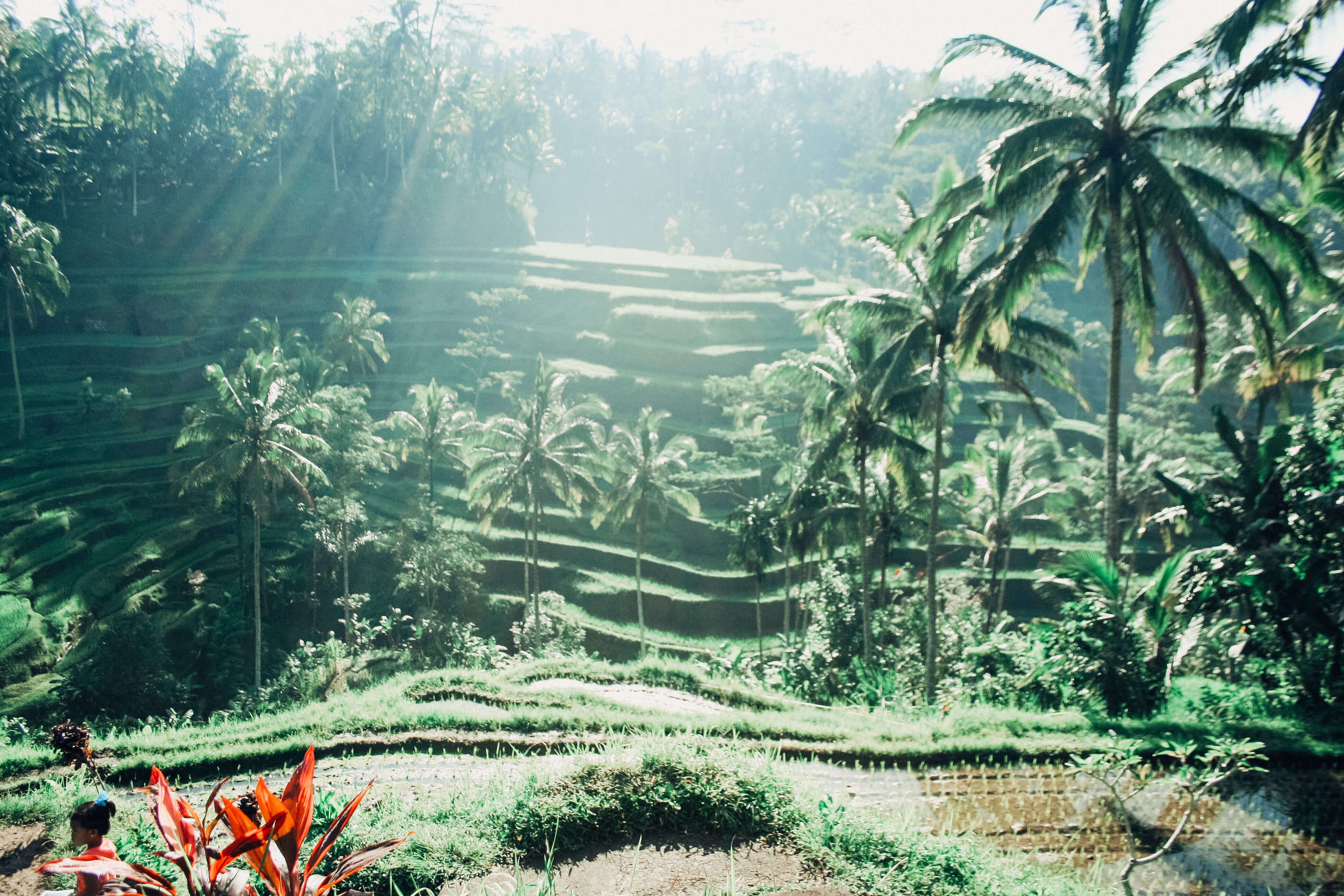 Rice Fields in Ubud Bali