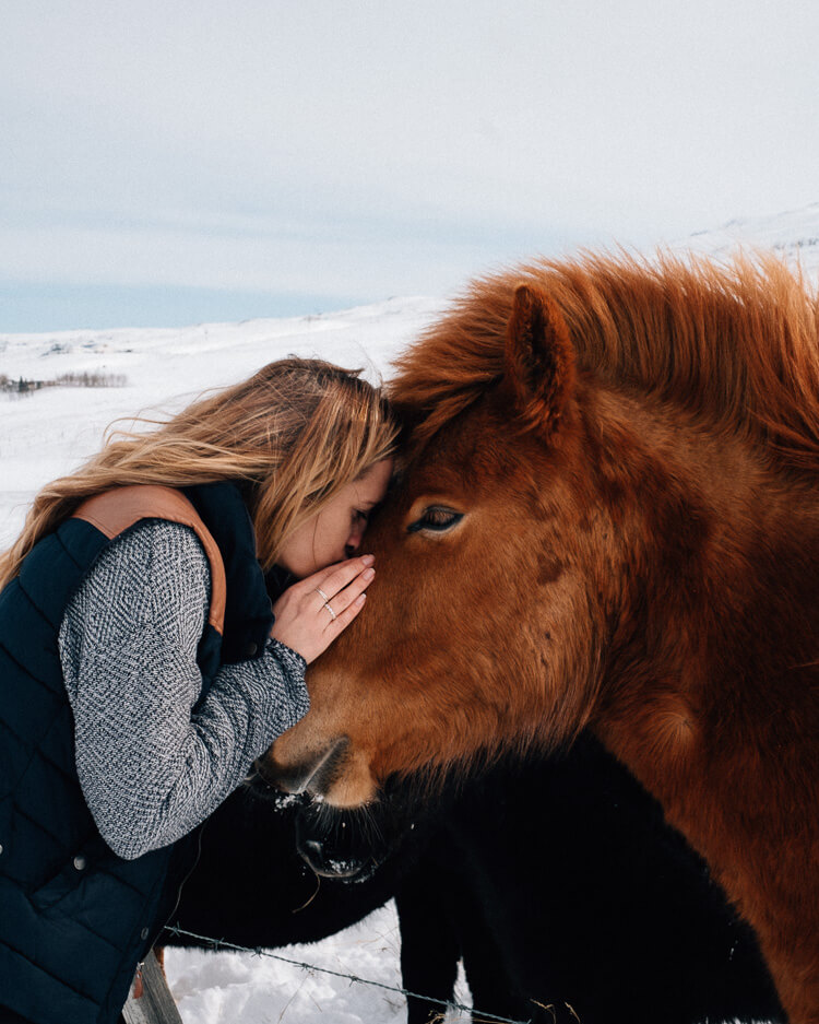 Cuddles with Icelandic Horses
