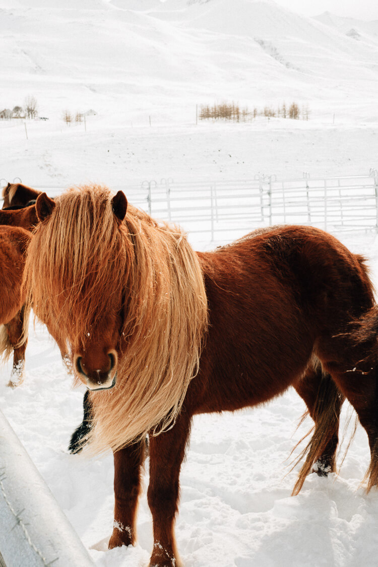 Icelandic Horses in Arnarstapi