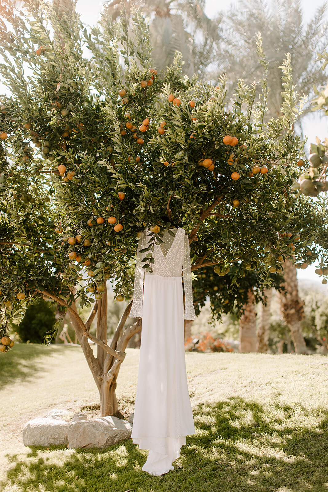 Wedding Dress in Citrus trees